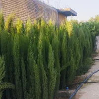 نهال سروناز شیراز|خدمات باغبانی و درختکاری|تهران, آبشار تهران (دریاچه)|دیوار