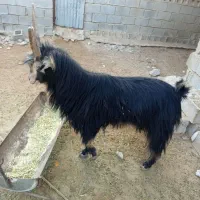 یک پازن فروشی