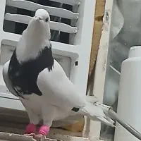 طوق سیاه الماسی و زاغ ابادانی 2تا نر|پرنده|اندیمشک, |دیوار