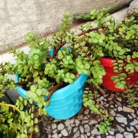 خرفه پر پشت و زیبا