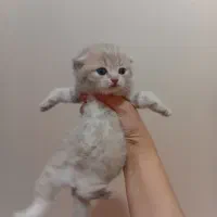 توله اسکاتیش لیلاک دبل فولد پسر