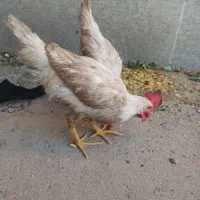 خروس۳ماهه ۲ تا هرکدوم ۹۰۰ تومان