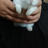 خرگوش|موش و خرگوش|نیشابور, مازول|دیوار