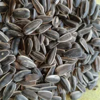 فروش انواع تخمه کلاله ژاپنی کدو اس400واس300