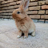 خرگوش لوپ خوشگل