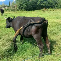 گاو و گوساله نر دورگ|حیوانات مزرعه|رشت, یخسازی|دیوار