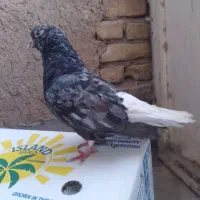 کبوتر سرور دم سفید