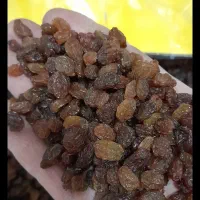 کشمش افتابی و تیزابی و مخصوص آبگیری|خوردنی و آشامیدنی|رودسر, |دیوار