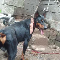 ۲ سگ نگهبان|سگ|آستانه اشرفیه, |دیوار