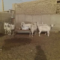 بز سانن آبستن|حیوانات مزرعه|بردسکن, |دیوار