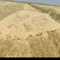 کاه