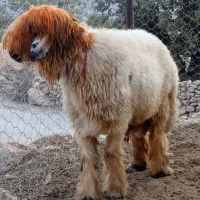 ی عدد کوه قوچ روزگاری میش رون