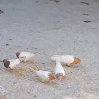 فروش کبوتررنگی فقط کله ای|پرنده|سمیرم, |دیوار