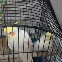 پرنده عروس هلندی