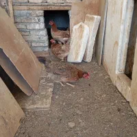 مرغ وخروس محلی وگلین