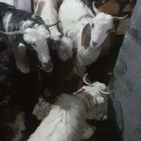 بز و بزقاله|حیوانات مزرعه|قوچان, |دیوار