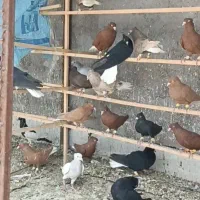 کبوتر