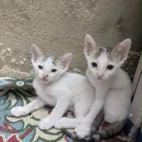سرپرستی بچه چربه