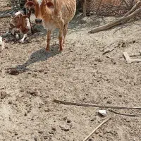 سه عدد گاو نژاد پاکستانی سالم   گاو پنج ماه آبستن|حیوانات مزرعه|سیریک, |دیوار