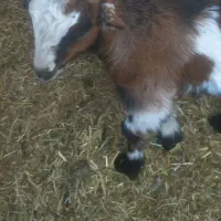 یک عدد کهره شیری ماده  جنس عالی ۲۸۰۰