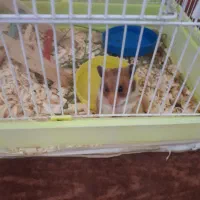 همستر|موش و خرگوش|کرمانشاه, |دیوار