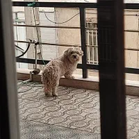 گمشده