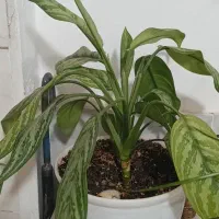 گل های آپارتمانی زیبا|گل و گیاه طبیعی|پاکدشت, پاکدشت (مامازند)|دیوار