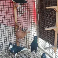 کبوتر شهری|پرنده|بندرعباس, |دیوار