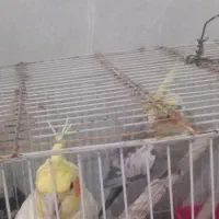 سه عددعروس هلندی|پرنده|گرمسار, |دیوار