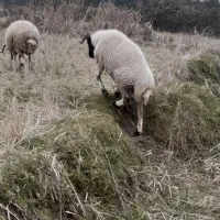 نر تخمی محلی