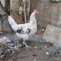 ۳ عدد مرغ رسمی بالغ