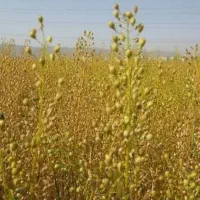 بذر کاملینا