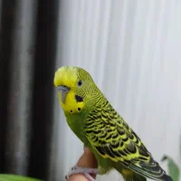 مرغ عشق