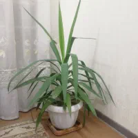 دو عدد گل ذرتی