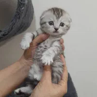 مجموعه بزرگ گربه ها ( پرشین اسکاتیش بریتیش)|گربه|شیراز, دروازه اصفهان|دیوار