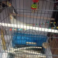 عروس هلندی سخنگو