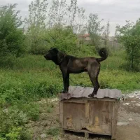 سرابی|سگ|رشت, پل تالشان|دیوار