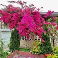 ویلاباغ-نزدیک-فروشگاه-شهرک-اصیل-تهرانی-نشین