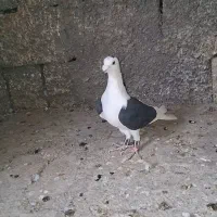 نر پرشی|پرنده|وحدتیه, |دیوار