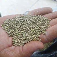 شادونه سایز متوسط
