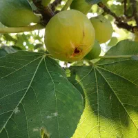 انجیر محلی