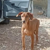 سگ گمشده|حیوانات|صدرا-فارس, فاز ۱|دیوار