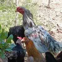 خروس لاری اصیل