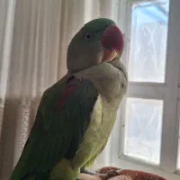 شاه طوطی ماده|پرنده|مهران (هرمزگان), |دیوار