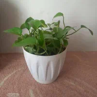 گل وگلدان|گل و گیاه طبیعی|اسلامشهر, ایرین|دیوار