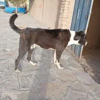 سگ فروشی. سن یکسال نیم هست|سگ|زیرکوه, |دیوار