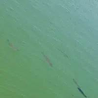 ماهی کپورتعداد زیاد