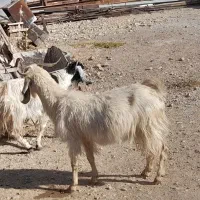 یک جفت بز|حیوانات مزرعه|سمنان, |دیوار