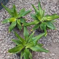 پرنده و....|پرنده|مراغه, |دیوار