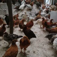 نیمچه